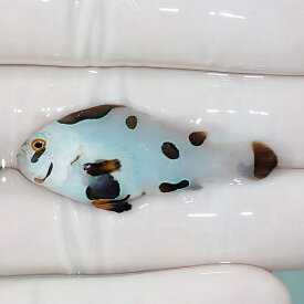 【現物3】ピカソストーム 4.3cm± ! ブリード 海水魚 カクレクマノミ(t111(t207