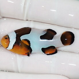 【現物9】Aグレード ブラックピカソクラウン 4.7cm±! 海水魚 クマノミ 餌付け 15時までのご注文で当日発送(t115(t207