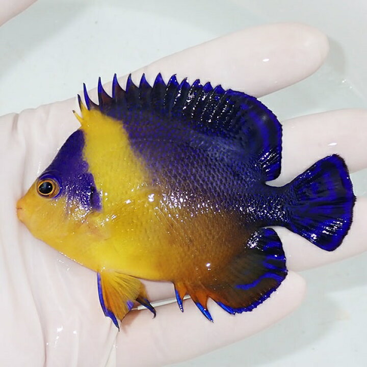 楽天市場】【現物23】スミレヤッコ 9cm±! 海水魚 ヤッコ 15時までのご 