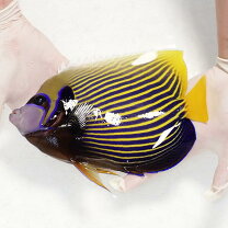楽天市場】タテジマキンチャクダイ（熱帯魚・アクアリウム｜ペット 