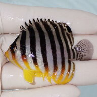 【現物4】シマヤッコ 5.8cm±! 海水魚 生体 15時までのご注文で当日発送(t111(t207