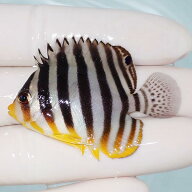 【現物9】シマヤッコ 5.3cm±! 海水魚 生体 15時までのご注文で当日発送(t111(t207