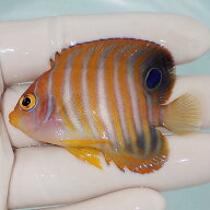 【現物6】ニシキヤッコ 6cm±!海水魚 ヤッコ15時までのご注文で当日発送(t111(t207