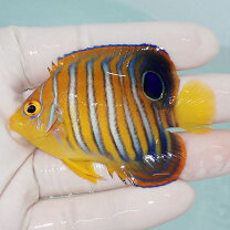 楽天市場】海水 魚 ニシキヤッコ（種（観賞魚）クマノミ）の通販