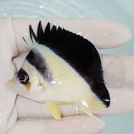 【現物1】バーゲスバタフライ 7cm±! 海水魚 チョウチョウウオ 15時までのご注文で当日発送(t114(t207