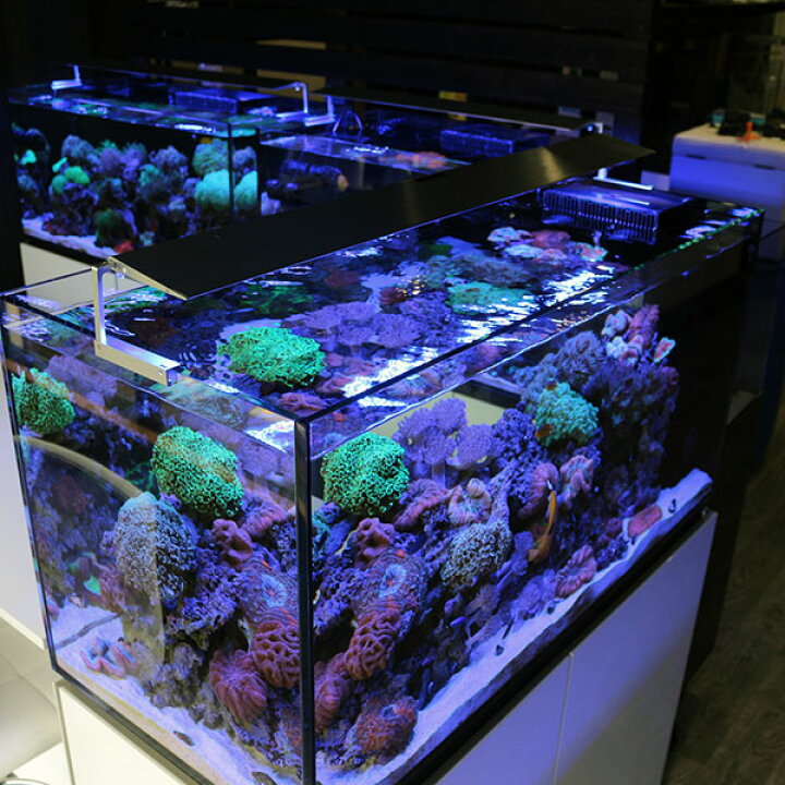 楽天市場】両面から鑑賞できる120cmオーバーフロー水槽 P120  