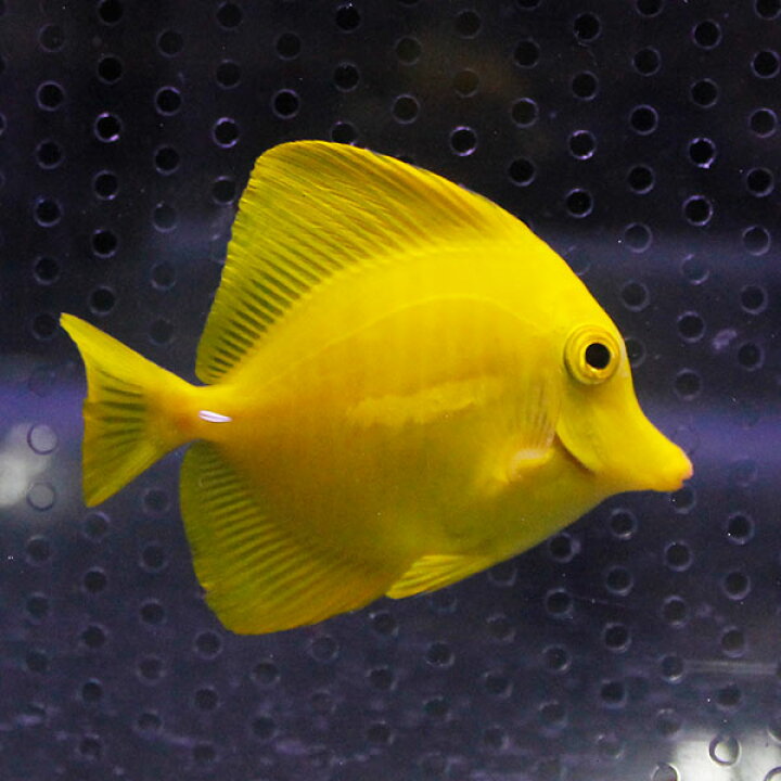 楽天市場】キイロハギ 6-8cm±! ハギ 海水魚 15時までのご注文で当日 