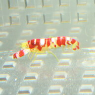 ランドールピストルシュリンプ 2-3cm± ! 海水魚 エビ (t129