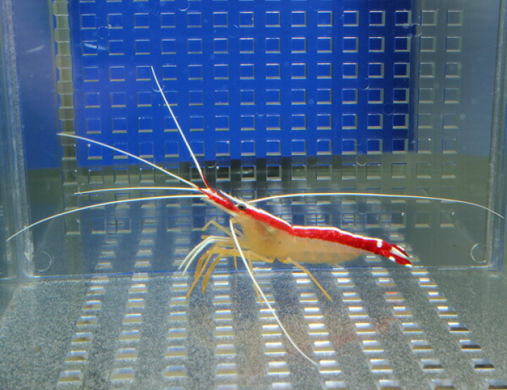 楽天市場 スカンクシュリンプ Mサイズ １匹 海水魚 エビ 餌付け クリーナーシュリンプ エビ T129 アクアギフト楽天市場店