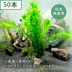 アナカリス(50本) 水草 メダカ・金魚藻　国産 送料無料