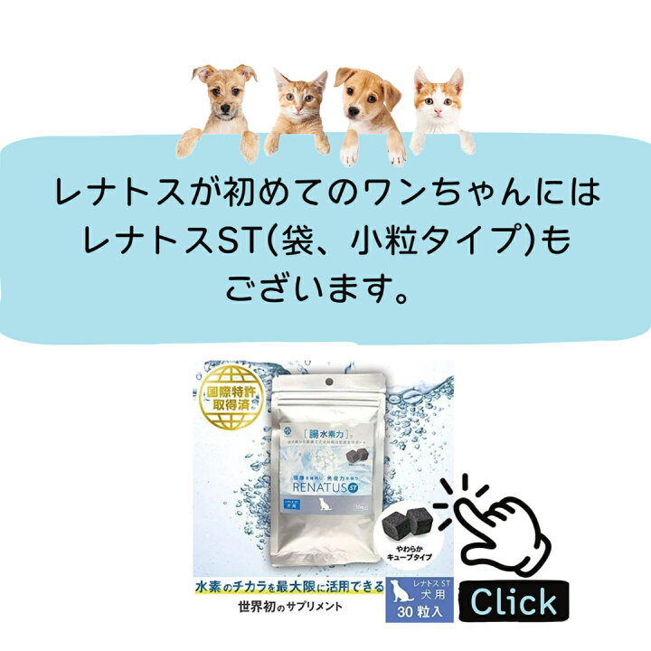 楽天市場】【正規販売店・送料無料】 レナトス レナトス犬 全犬用 犬用  