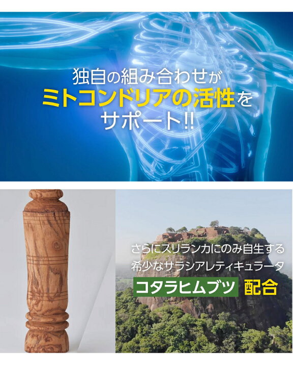 楽天市場】ゼンノア コアケア と SRQ のセット オメガ3 サプリ オメガ 