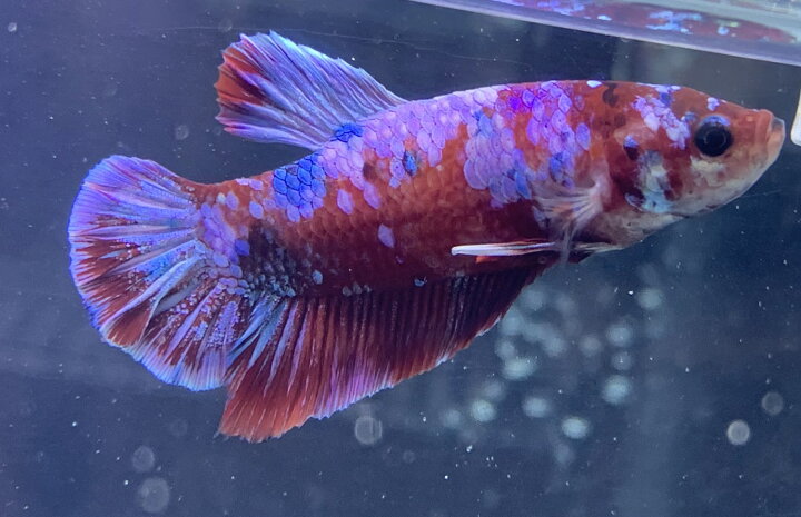 楽天市場 極上選別個体 タイ直輸入 ベタ オス 5cm位 熱帯魚 ベタ 生体 アクアショップharada