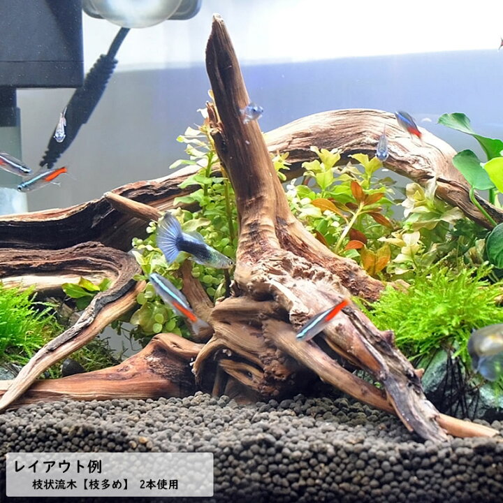 楽天市場】沈む 枝状流木 【枝多め】 形状おまかせ 1本ブランチ 
