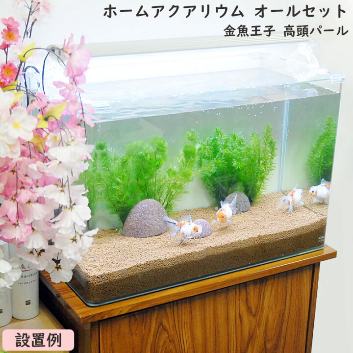 楽天市場 送料無料 金魚王子 ホームアクアリウムオールセット 金魚 高頭パール 60cm水槽 飼育に必要なもの全てお届け 家族の団欒 インテリア 癒しに アクアステージ