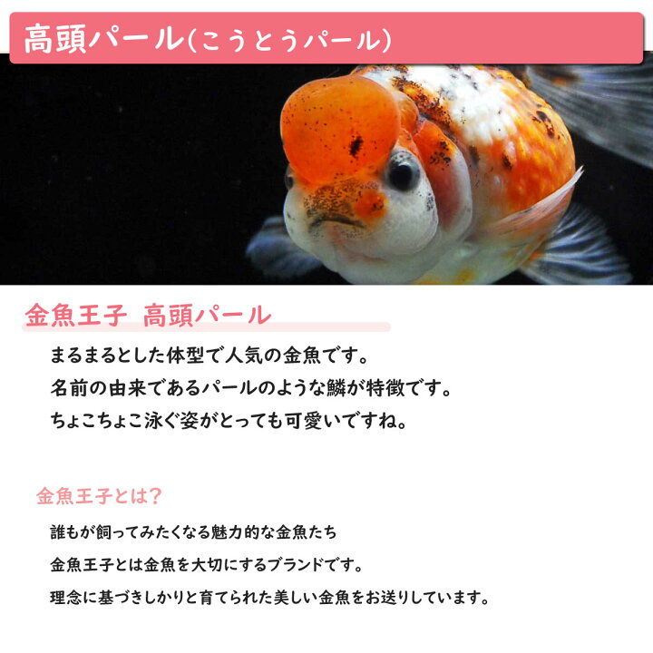 乗り換えセット 60x30cm水槽 金魚王子用 金魚 水換えを大幅に省く 水槽 ろ過 飼育 50hz 東日本用 アクアリウム 用品