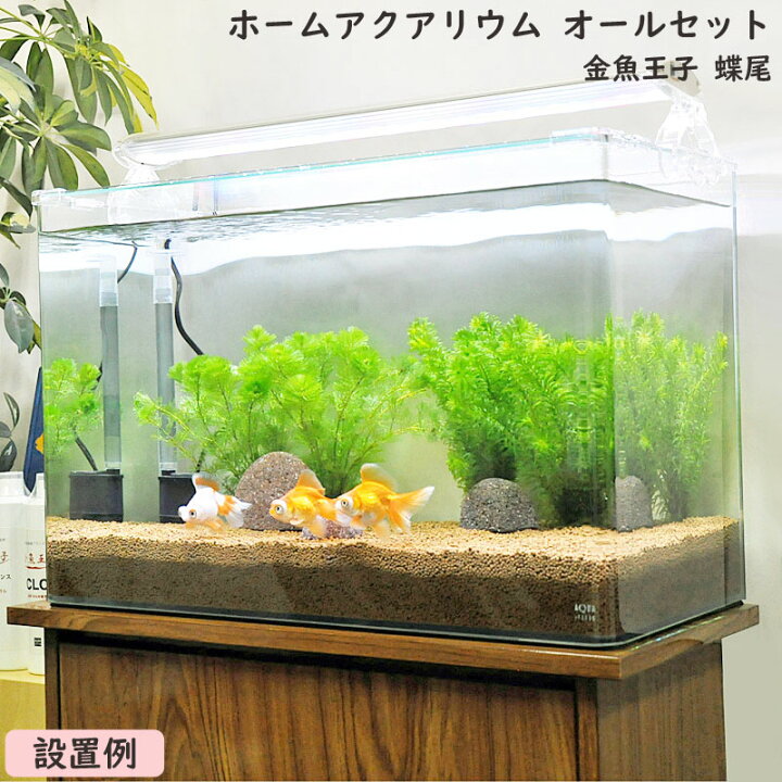 楽天市場 送料無料 金魚王子 ホームアクアリウムオールセット 金魚 蝶尾 60cm水槽 飼育に必要なもの全てお届け 家族の団欒 インテリア 癒しに アクアステージ