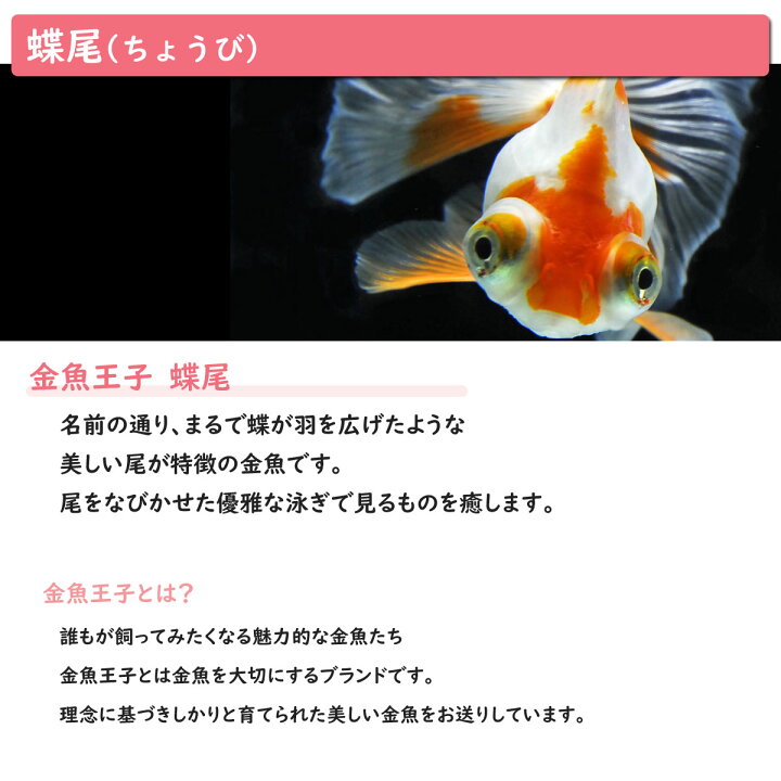 楽天市場 送料無料 金魚王子 ホームアクアリウムオールセット 金魚 蝶尾 60cm水槽 飼育に必要なもの全てお届け 家族の団欒 インテリア 癒しに アクアステージ
