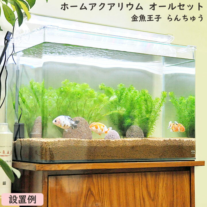 楽天市場 送料無料 金魚王子 ホームアクアリウムオールセット 金魚 らんちゅう 60cm水槽 飼育に必要なもの全てお届け 家族の団欒 インテリア 癒しに アクアステージ