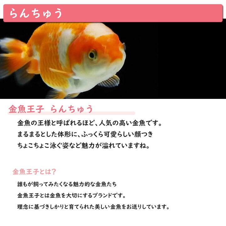 楽天市場 送料無料 金魚王子 ホームアクアリウムオールセット 金魚 らんちゅう 60cm水槽 飼育に必要なもの全てお届け 家族の団欒 インテリア 癒しに アクアステージ 楽天市場 送料無料 金魚王子 ホームアクアリウムオールセット 金魚 らんちゅう 60cm水槽 飼育に必要なもの全てお届け 家族の団欒 インテリア 癒しに アクアステージ