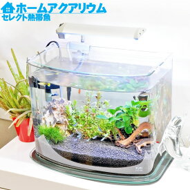 楽天市場 グッピー 水槽 セットの通販