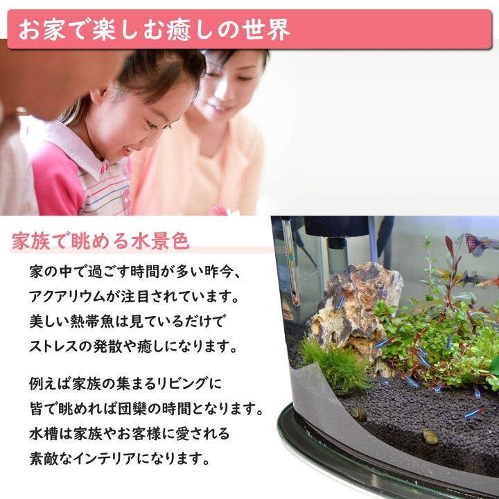 楽天市場 送料無料 ホームアクアリウムオールセット レッドビーシュリンプ 36cm水槽 飼育に必要なもの全てお届け 家族の団欒 インテリア 癒しに アクアステージ