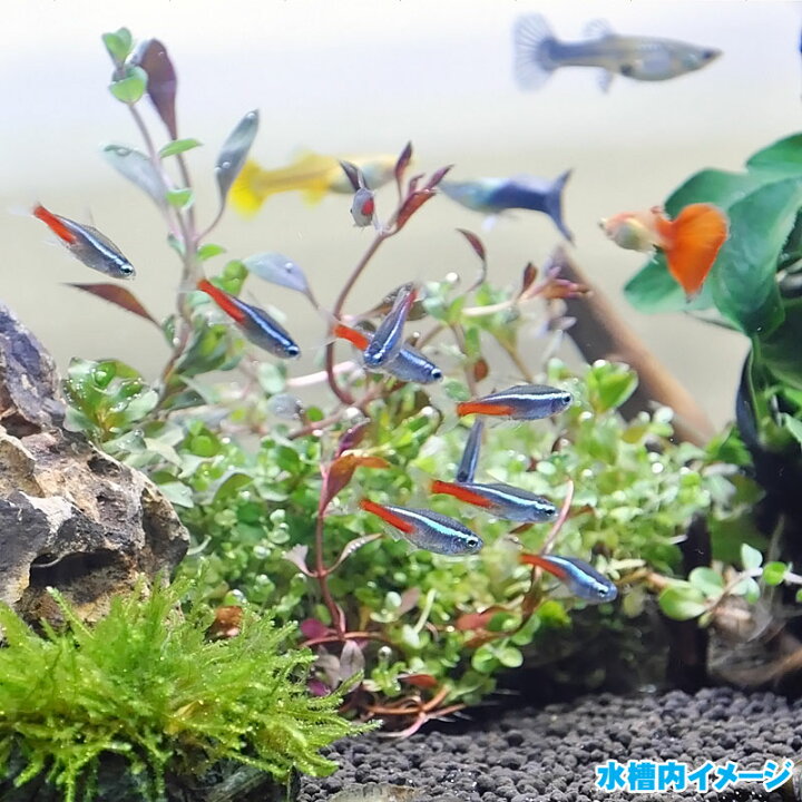 楽天市場 送料無料 ホームアクアリウムオールセット セレクト熱帯魚 36cm水槽 飼育に必要なもの全てお届け 初心者 簡単 家族の団欒 インテリア 癒しに アクアステージ