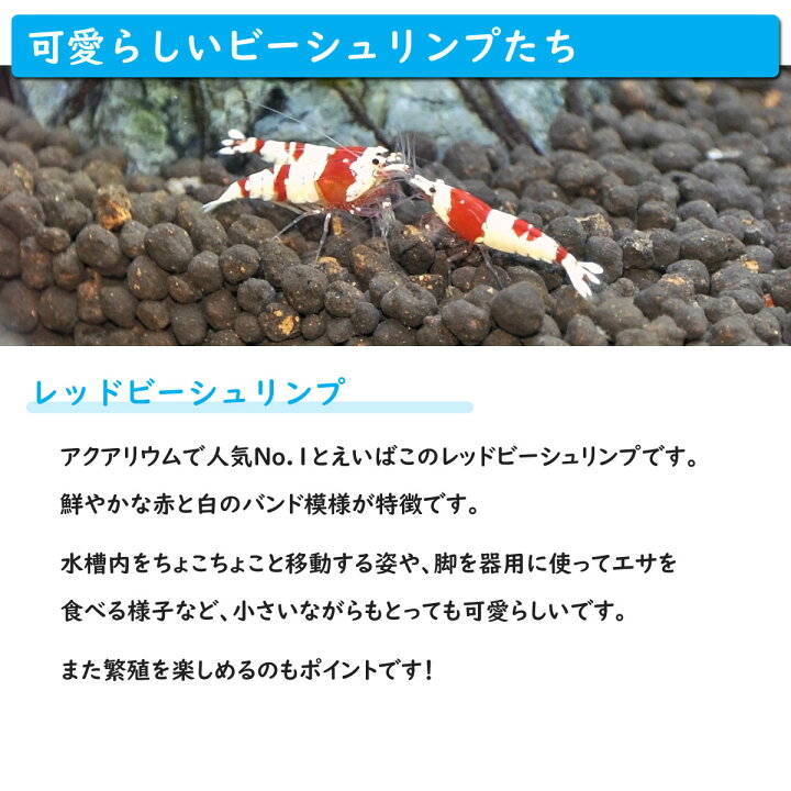楽天市場 送料無料 ホームアクアリウムオールセット レッドビーシュリンプ 36cm水槽 飼育に必要なもの全てお届け 家族の団欒 インテリア 癒しに アクアステージ 楽天市場 送料無料 ホームアクアリウムオールセット レッドビーシュリンプ 36cm水槽 飼育に必要なもの全てお届け 家族の団欒 インテリア 癒しに アクアステージ