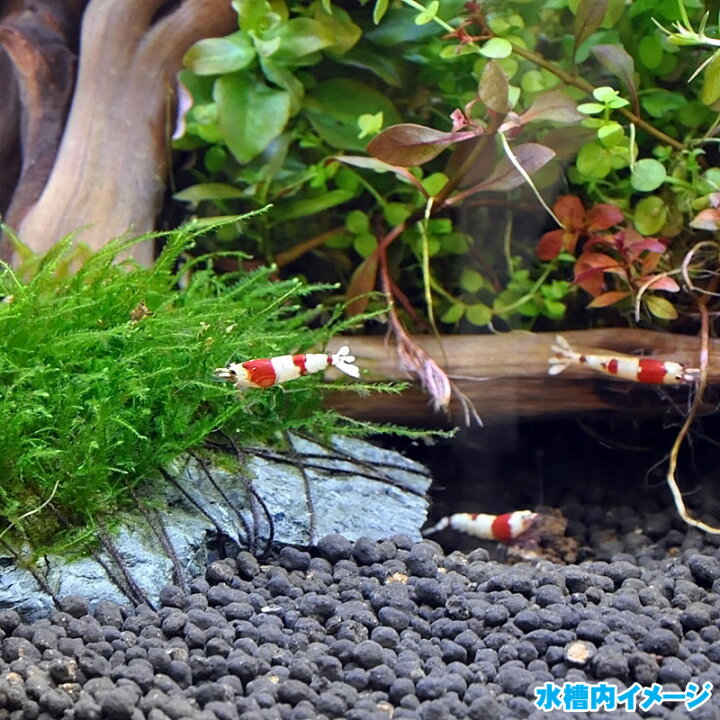 ホームアクアリウムオールセット レッドビーシュリンプ 36cm水槽 癒しに 飼育に必要なもの全てお届け 家族の団欒 インテリア
