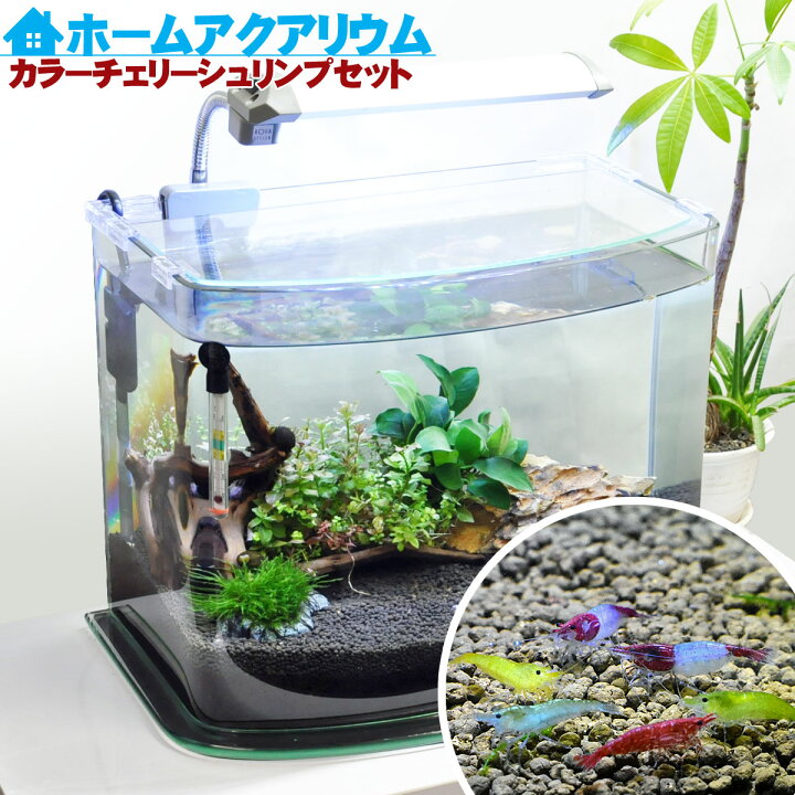 楽天市場】水槽 36cm ホームアクアリウムオールセット【40×24×29cm 18L 