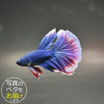 楽天市場】ベタ ハーフムーン（観賞魚の生態環境熱帯）（観賞魚 