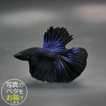 楽天市場】ベタ ブラックの通販