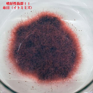 (Cg~~Y)  Cg NxǍD  _J Mы  a N[֔ s