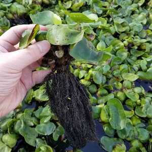 水草 浮き草 水草の人気商品 通販 価格比較 価格 Com