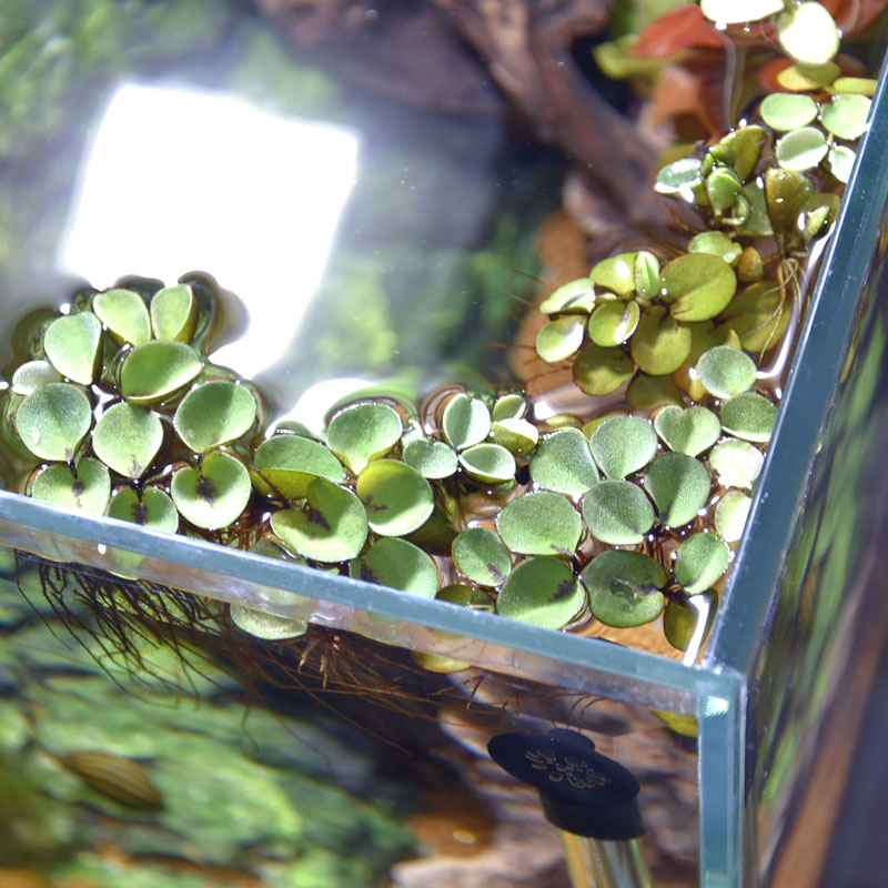 アクアリウムで育つ小さな浮き草 使い勝手の良い 浮き草 サルビニア ククラータ 1カップ 買収 国産
