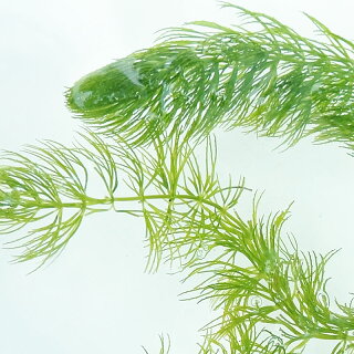 楽天市場 水草 マツモ 1本 30cm程度 金魚 メダカ 熱帯魚 水槽 アクアリウム アクアステージ