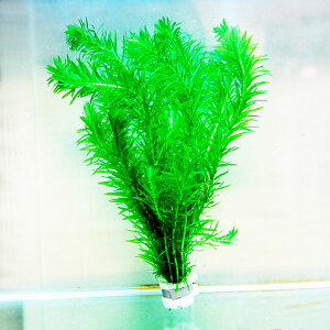 () AiJX  _J  v Y CAEg ANAE TT 