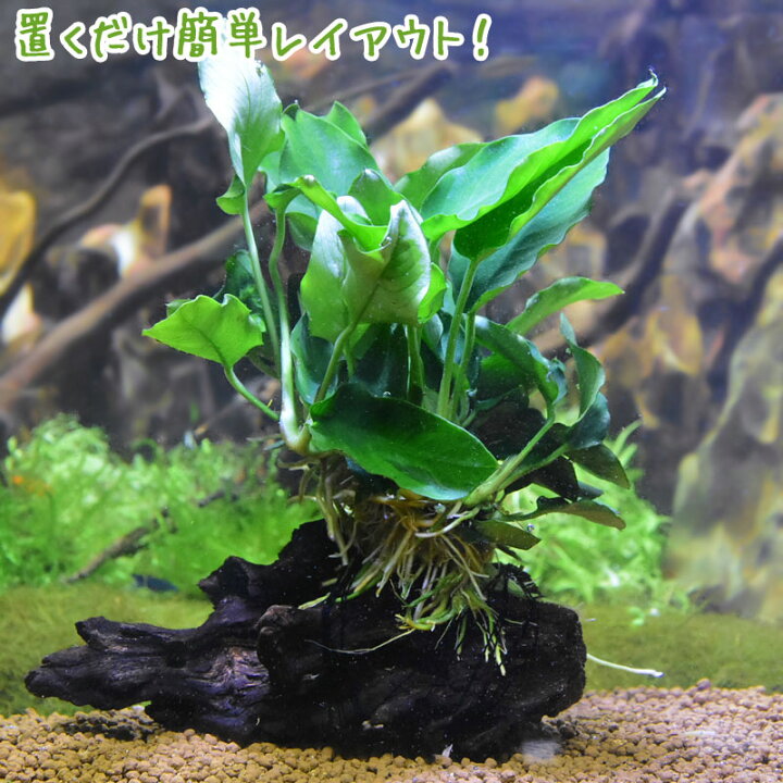 楽天市場 アヌビアスナナ流木付き 1個 水草 アヌビアス ナナ レイアウト 置くだけ 簡単 水槽 アクアリウム アクアステージ