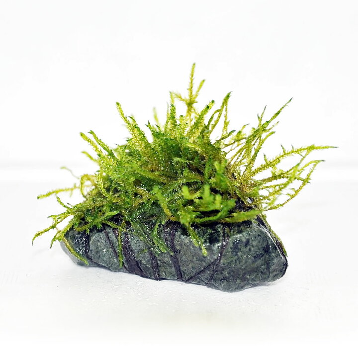 楽天市場 水草 ウィローモス 天然石付き Sサイズ 3個セット レイアウト 熱帯魚 水槽 アクアリウム アクアステージ 楽天市場 水草 ウィローモス 天然石付き Sサイズ 3個セット レイアウト 熱帯魚 水槽 アクアリウム アクアステージ