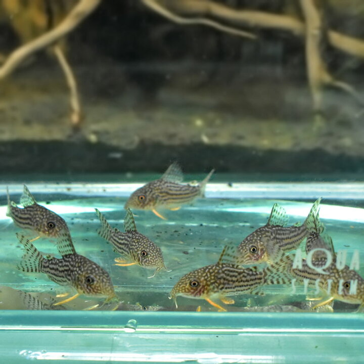 楽天市場】(熱帯魚) コリドラスステルバイ (2～3cm) 観賞魚 生体 