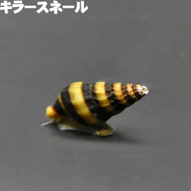 (貝) キラースネール (1～1.5cm) 掃除 生体 アクアリウム