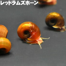 (貝) レッドラムズホーン (1cm±) コケ取り 生体 アクアリウム