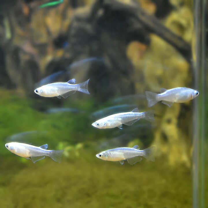 楽天市場 めだか スーパーみゆきメダカ 5匹セット スーパー 幹之メダカ 生体 メダカ 観賞魚 淡水魚 アクアステージ