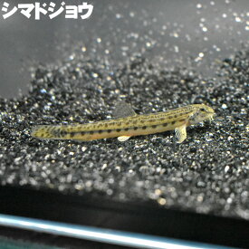 (淡水魚) シマドジョウ (7～8cm) 観賞魚 生体 アクアリウム
