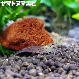 (エビ) ヤマトヌマエビ (3～4cm) 熱帯魚 観賞魚 エビ シュリンプ コケ こけ取り 苔取り 国産 生体 アクアリウム