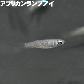 (熱帯魚) アフリカンランプアイ (2～2.5cm) 観賞魚 生体 アクアリウム
