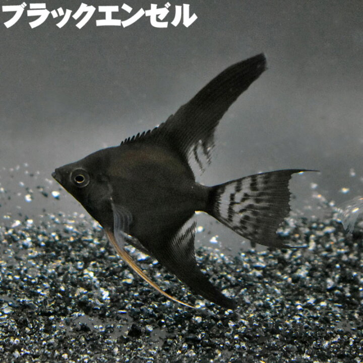 楽天市場】ブラックエンゼル 熱帯魚 エンゼルフィッシュ 観賞魚 魚 