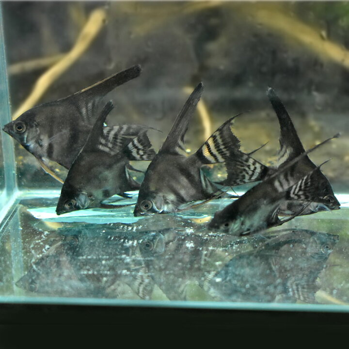 楽天市場】ブラックエンゼル 熱帯魚 エンゼルフィッシュ 観賞魚 魚 