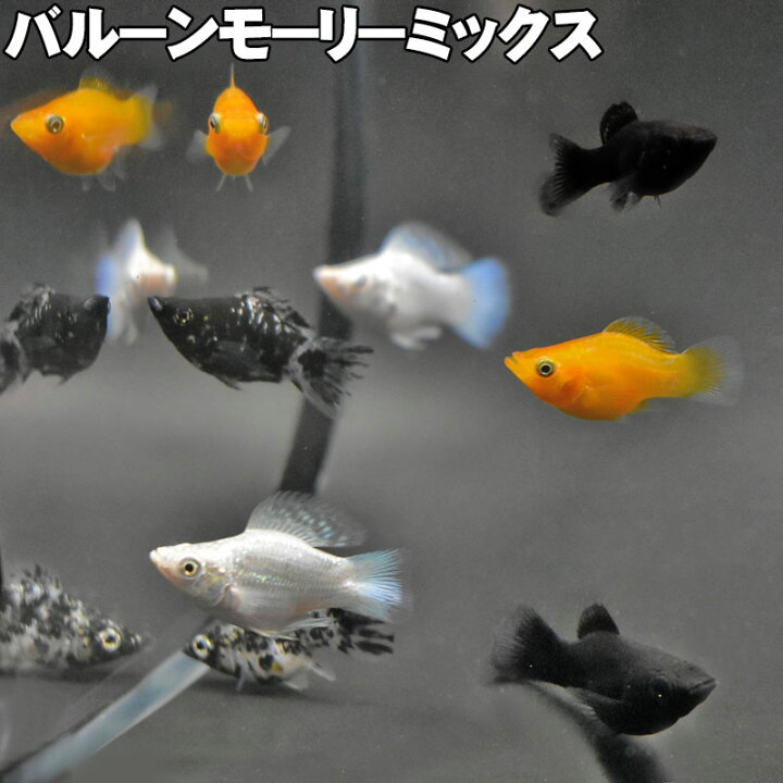 楽天市場】バルーンモーリーミックス 熱帯魚 モーリー 定番 観賞魚 