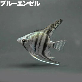 ブルーエンゼル 熱帯魚 エンゼルフィッシュ 観賞魚 魚 きれい 生体 アクアリウム 1匹 3匹 5匹 セット
